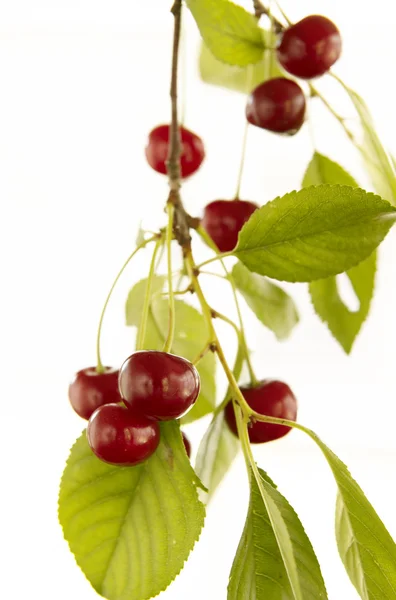Červené cherry na větvi — Stock fotografie