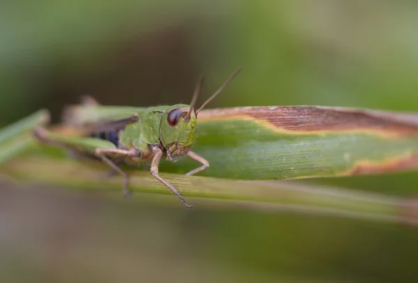 풀 위의 메뚜기 — 스톡 사진