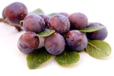 Wild plum with water-drops clipart