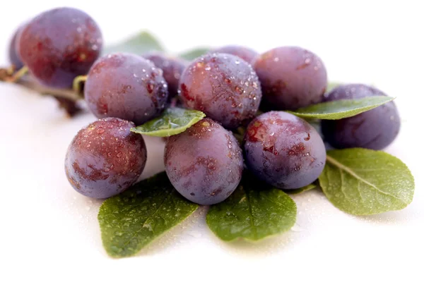 Wild plum with water-drops — Stock Photo, Image