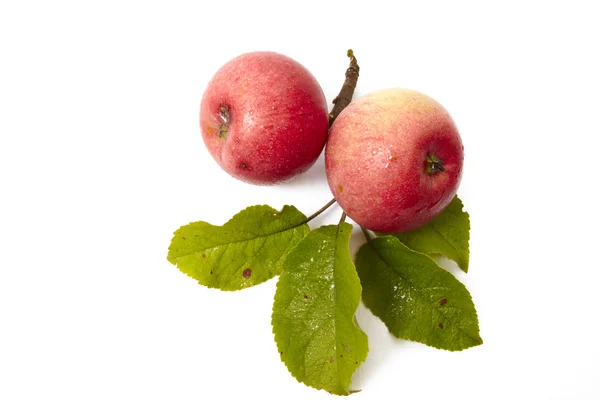 Zralé čerstvé červené jablko s listy — Stock fotografie