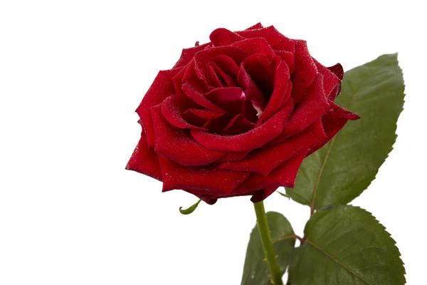 Enkel rød rose – stockfoto