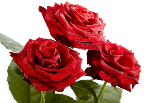Izolované růže — Stock fotografie