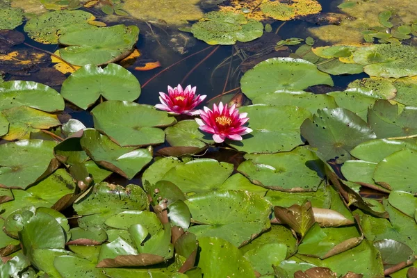 Stock image Water lilly