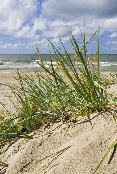 Grass on dune — Stock Photo, Image