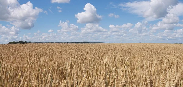 Wheat field panorama — Stock Photo, Image