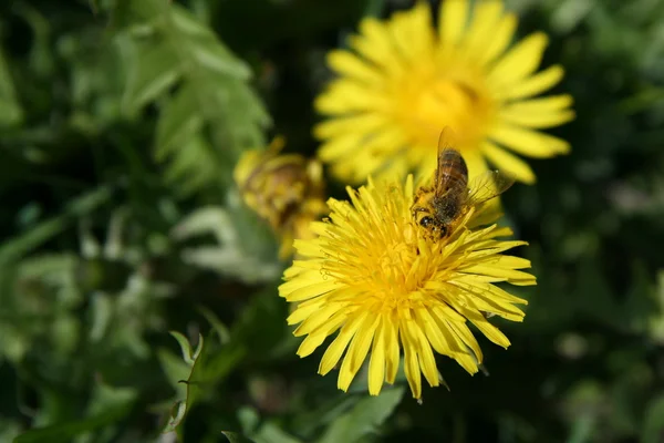 stock image Bee on Dandelion