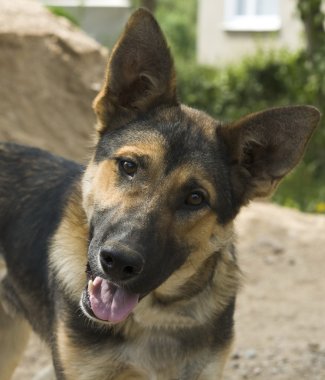 Beautiful German Shepherd dog clipart