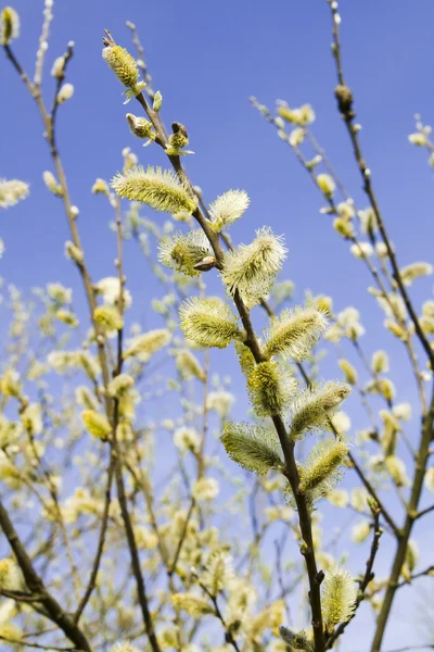 Кицька willow — стокове фото