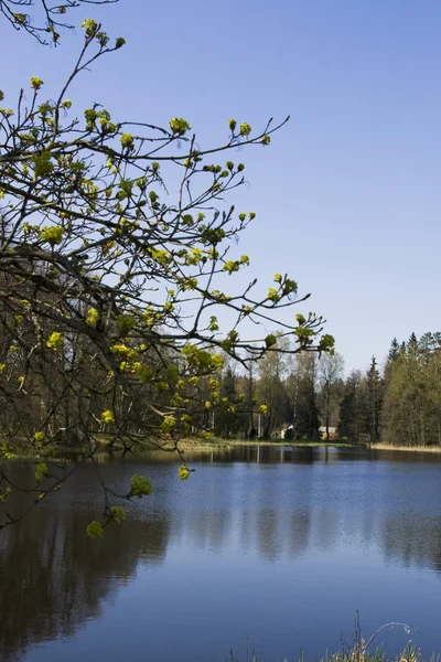 stock image Lake scene