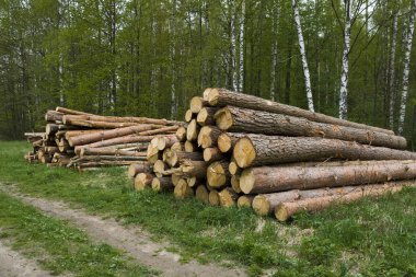 Pine logs clipart