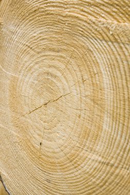 Golden timber tree rings clipart