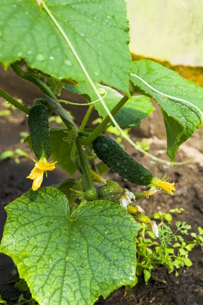 Cucumber is grown — Stock Photo, Image