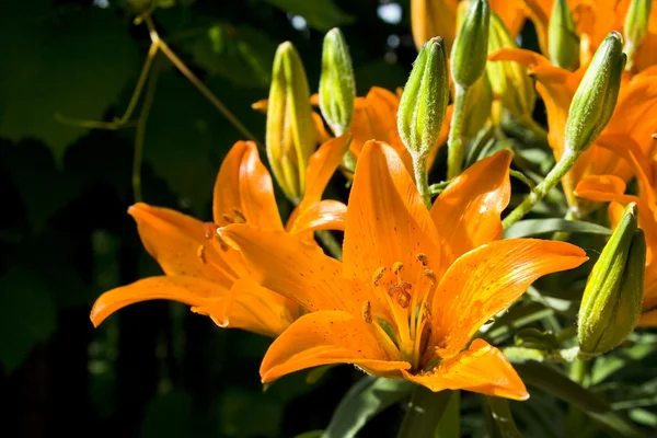 Lírio-laranja — Fotografia de Stock