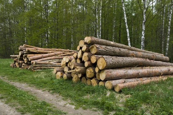 Troncos de pino — Foto de Stock