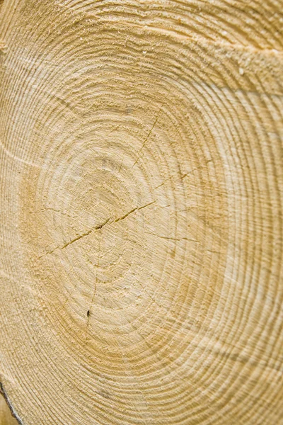 Golden timber tree rings — Stock Photo, Image