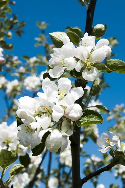 Цветок яблони — стоковое фото