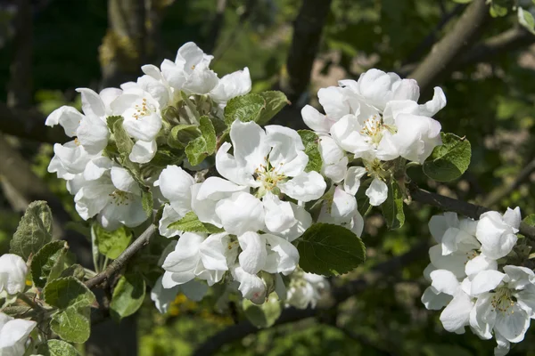 Flores de árvore da maçã — Fotografia de Stock