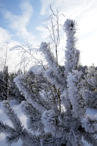 Gelo em pinheiros — Fotografia de Stock