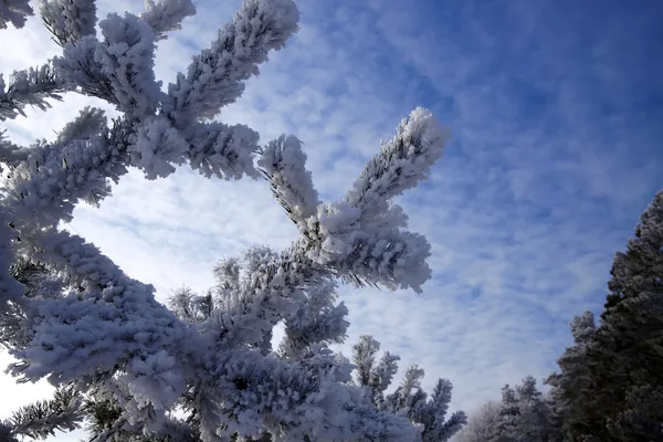 松の木に霜します。 — ストック写真