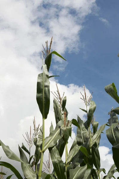 Simplemente maíz y nubes — Foto de Stock