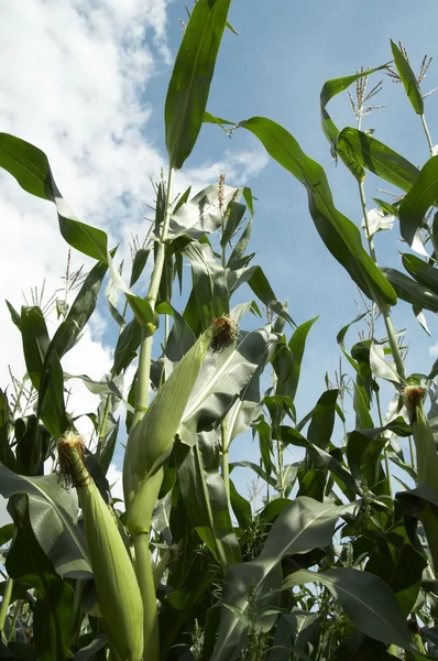 stock image Corn on the stalk