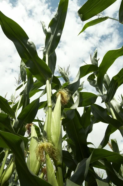 Corn on the stalk — Stock Photo, Image