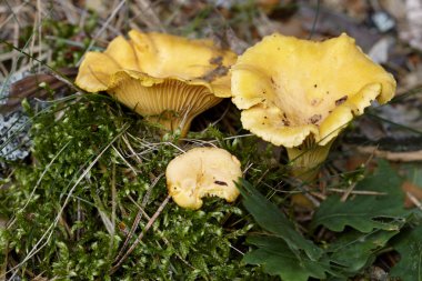 Chanterelles