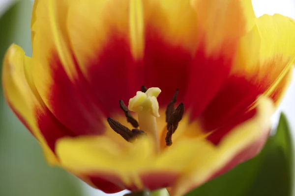 Tulip ring — Stockfoto