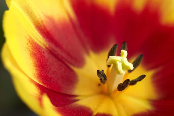 Anello di tulipano — Foto Stock