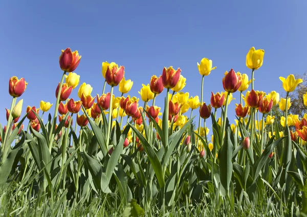 System of tulips — Stock Photo, Image