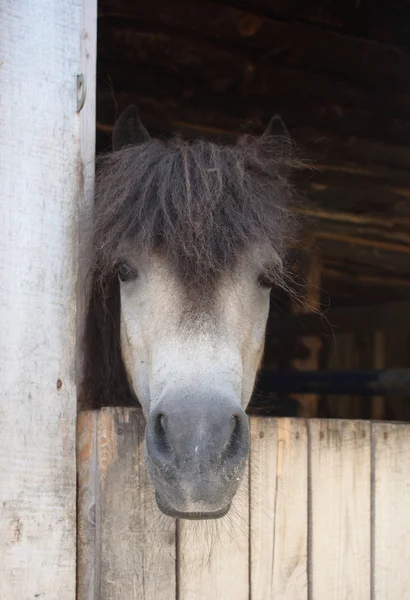 Trauriges Pony — Stockfoto