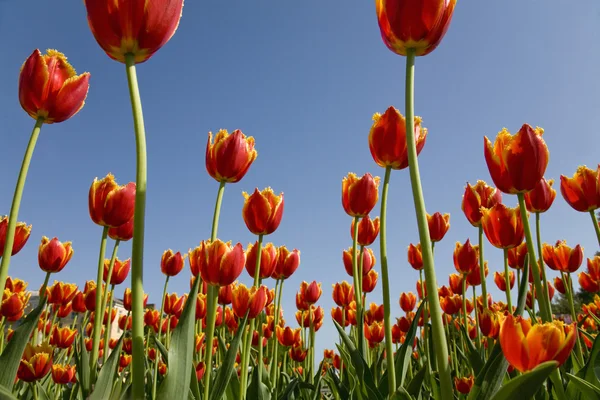 System of tulips System of tulips — Stock Photo, Image