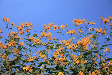 Rudbeckias: Çiçek bahçesinde