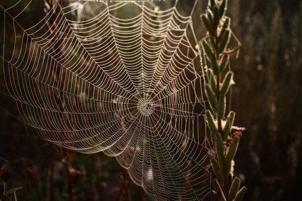 stock image A spider web