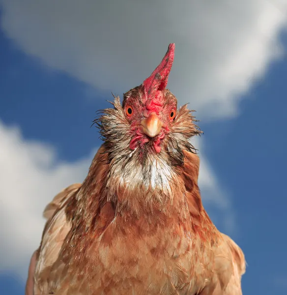 A galinha vermelha — Fotografia de Stock
