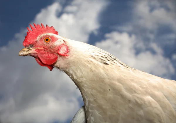 Retrato heróico da galinha branca — Fotografia de Stock