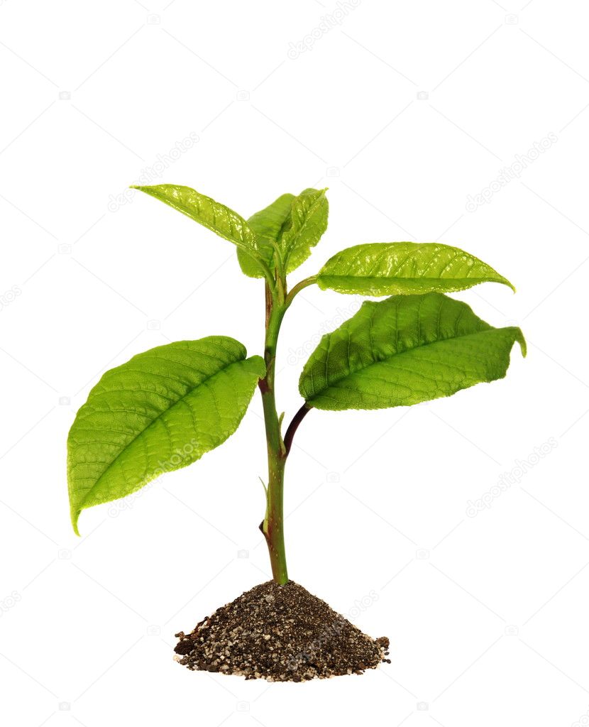 Green sprout