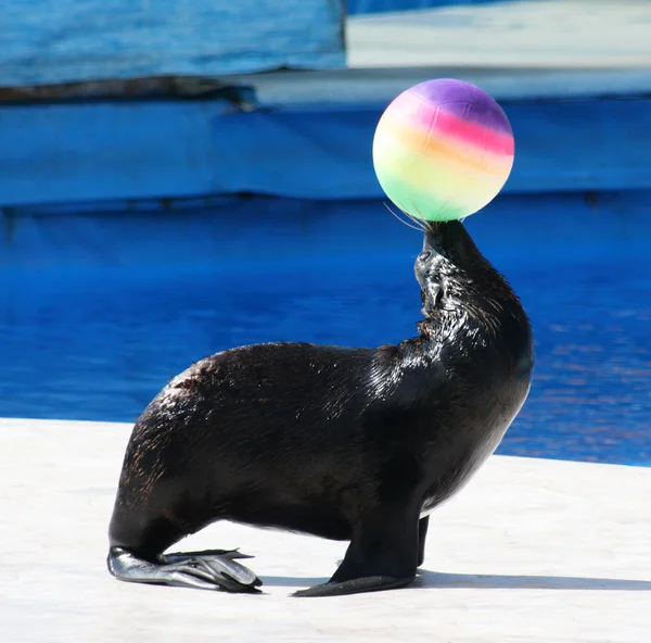 Fur Seal performing at Circus Stock Photo