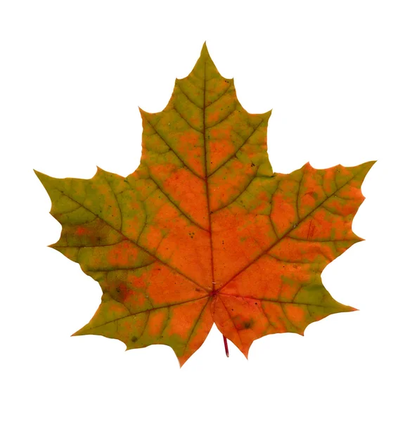 Yellow and green maple leave — Stock Photo, Image