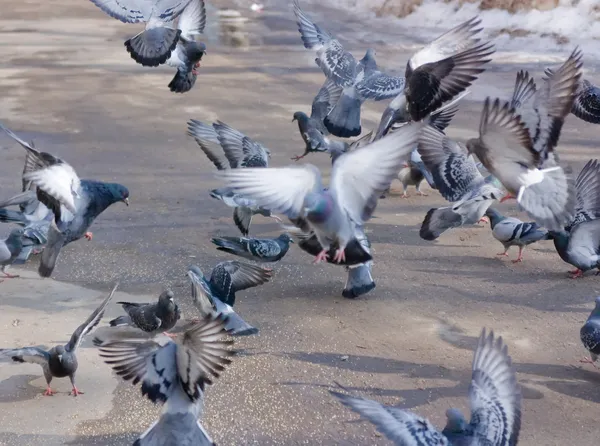 Голуби на крыльях — стоковое фото