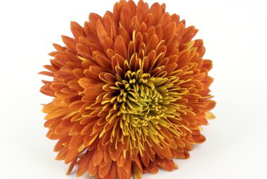 Chrysanthemum clipart