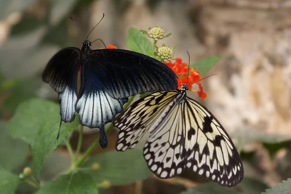 Twee butterfly — Stockfoto