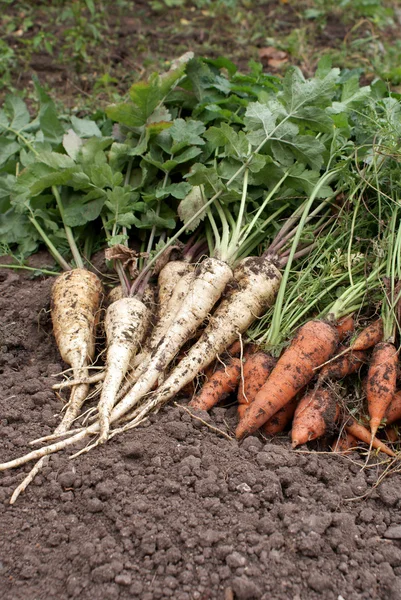 Zanahorias y chirivía —  Fotos de Stock