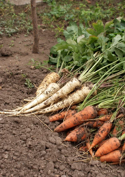 Zanahorias y chirivía —  Fotos de Stock