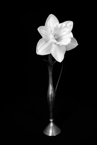 สีขาว narcissus — ภาพถ่ายสต็อก