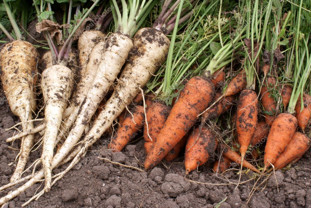 Carrots and parsnip — Stock Photo © raikhel 1106032