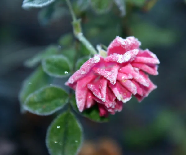Gefrostete Rose — Stockfoto