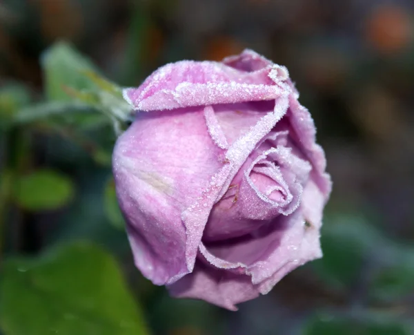 磨砂的玫瑰 — 图库照片