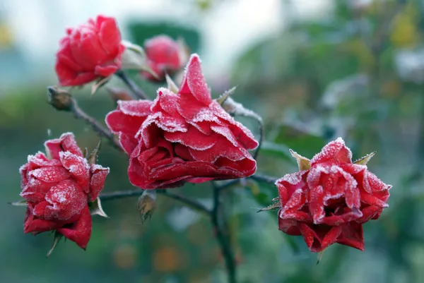 Глазированная роза — стоковое фото